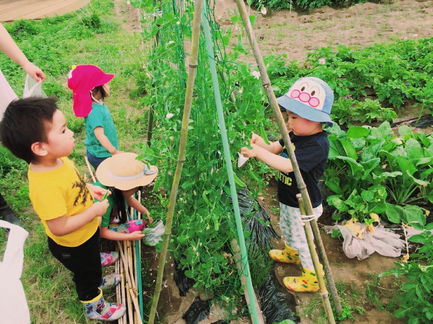 畑・野外活動体験